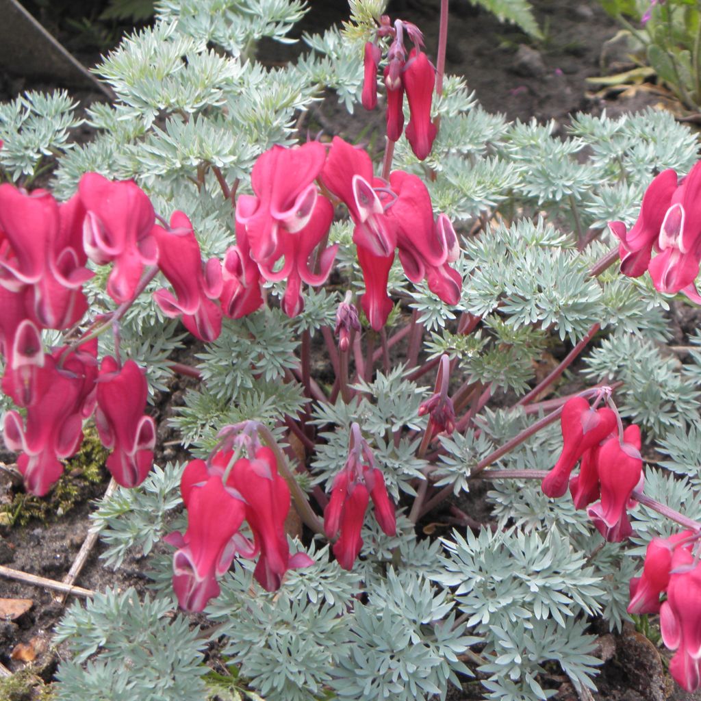 Dicentra Burning Hearts - Herzblume