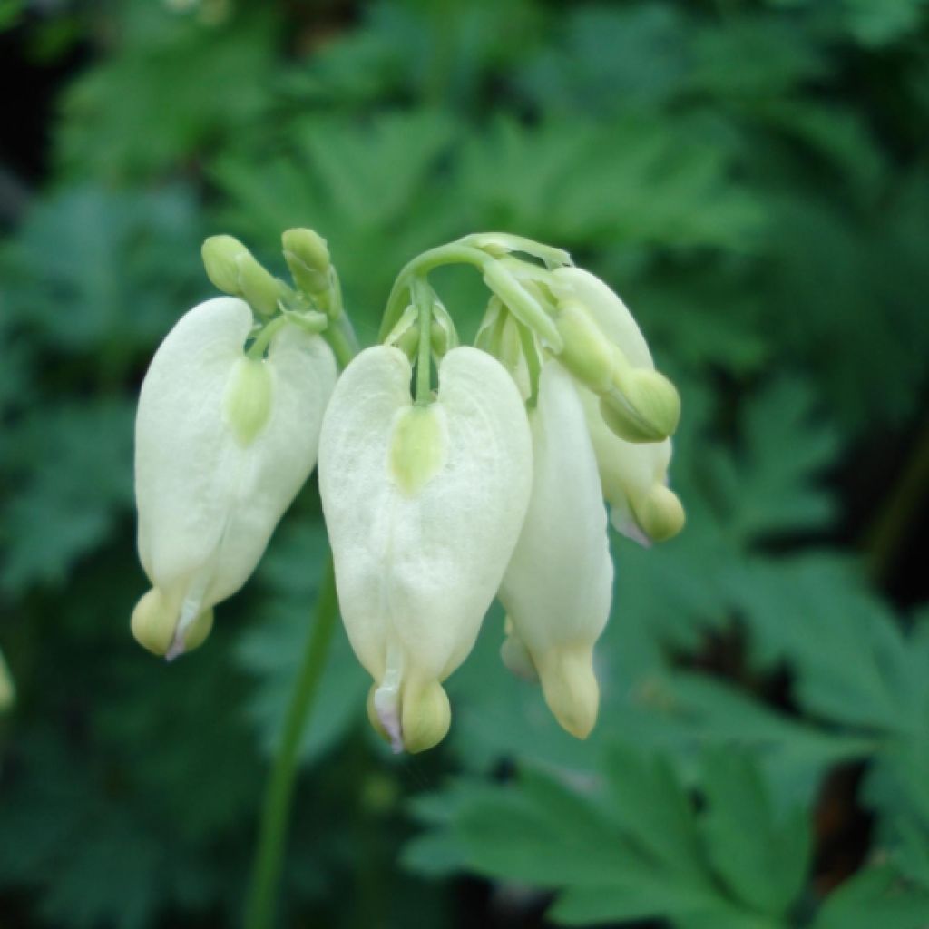 Dicentra formosa Aurora - Zwerg-Herzblume