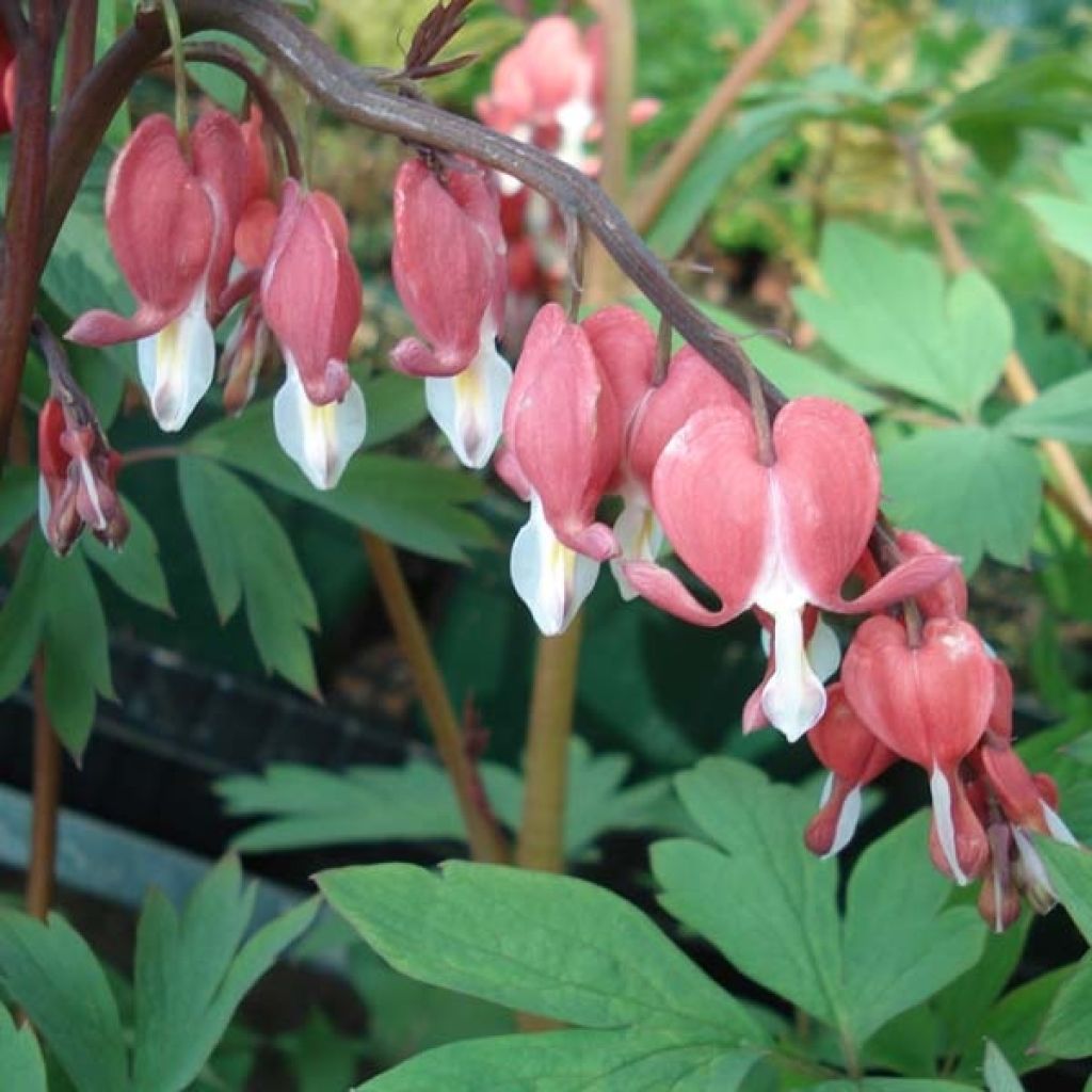 Coeur de Marie, Dicentra hybride Valentine