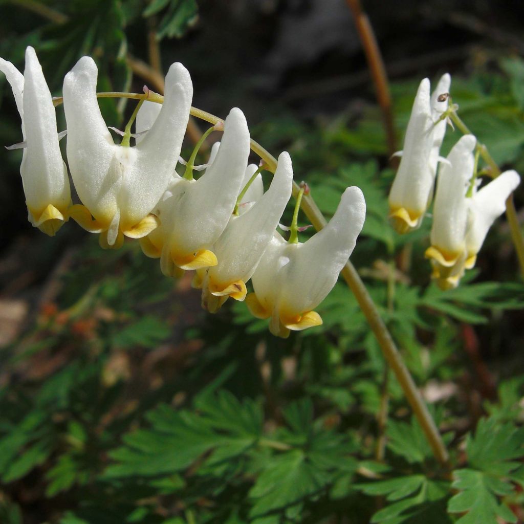 Dicentra cucullaria - Kapuzen-Herzblume