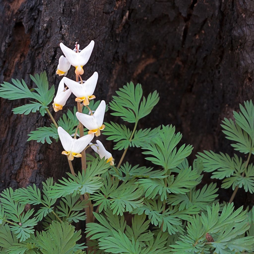 Dicentra cucullaria - Kapuzen-Herzblume