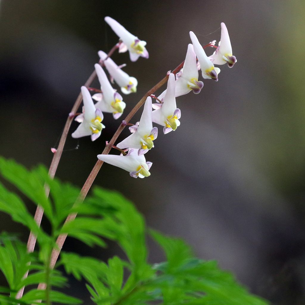 Dicentra cucullaria - Kapuzen-Herzblume