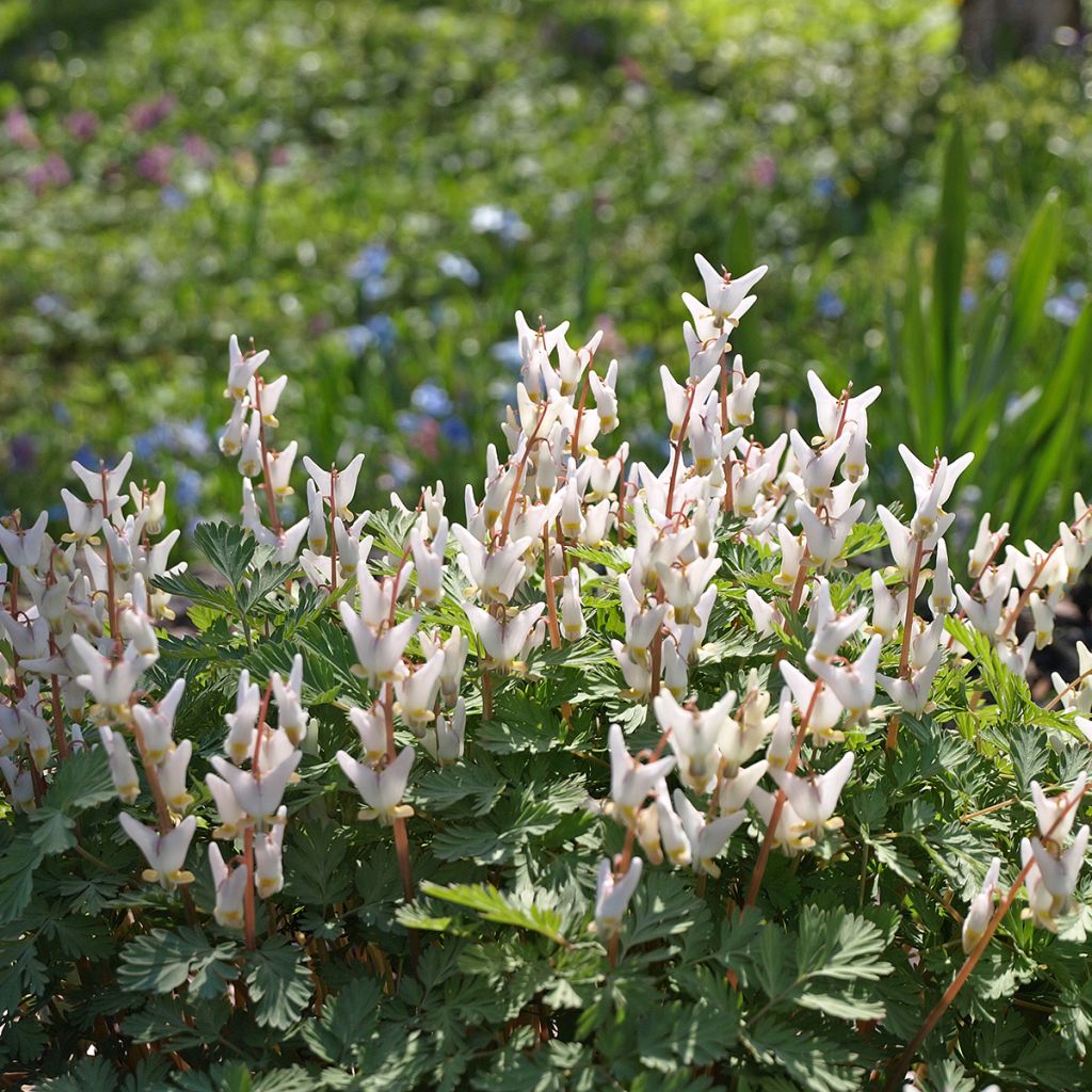 Dicentra cucullaria - Kapuzen-Herzblume