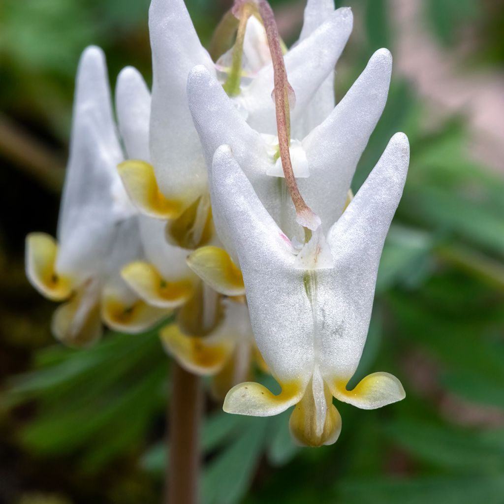 Dicentra cucullaria - Kapuzen-Herzblume