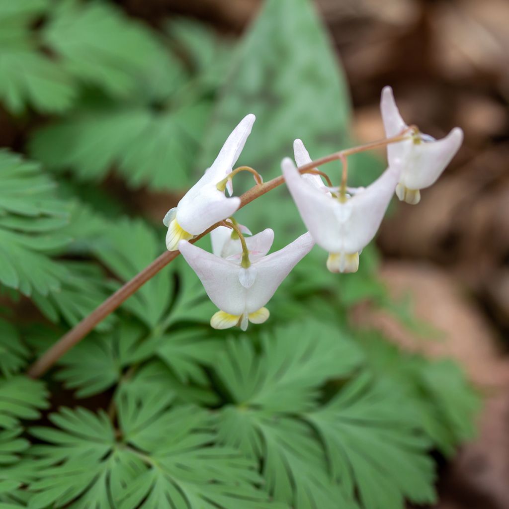 Dicentra cucullaria - Kapuzen-Herzblume