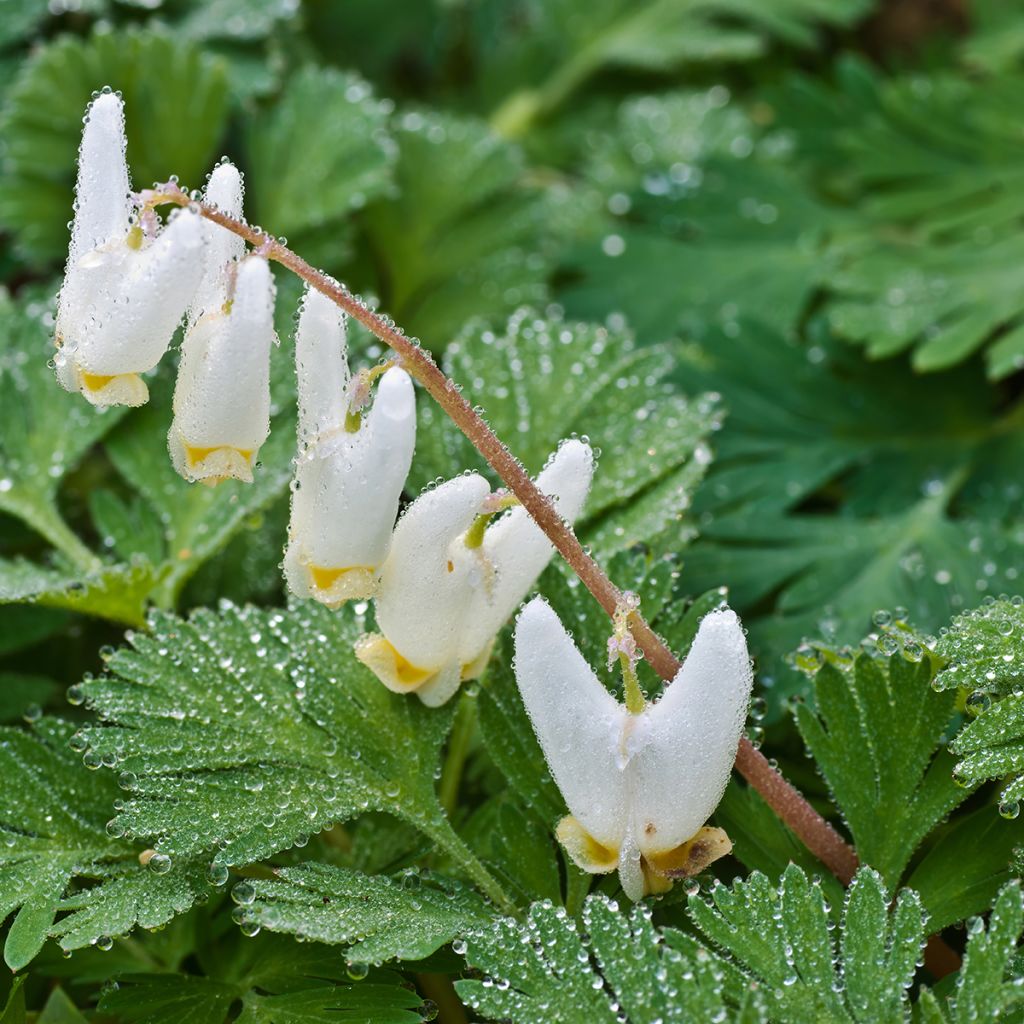 Dicentra cucullaria - Kapuzen-Herzblume