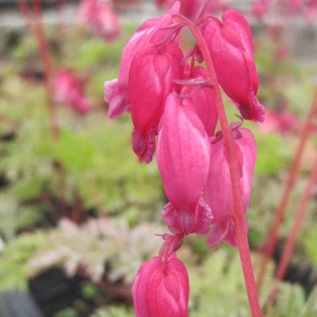 Dicentra formosa Luxuriant - Zwerg-Herzblume