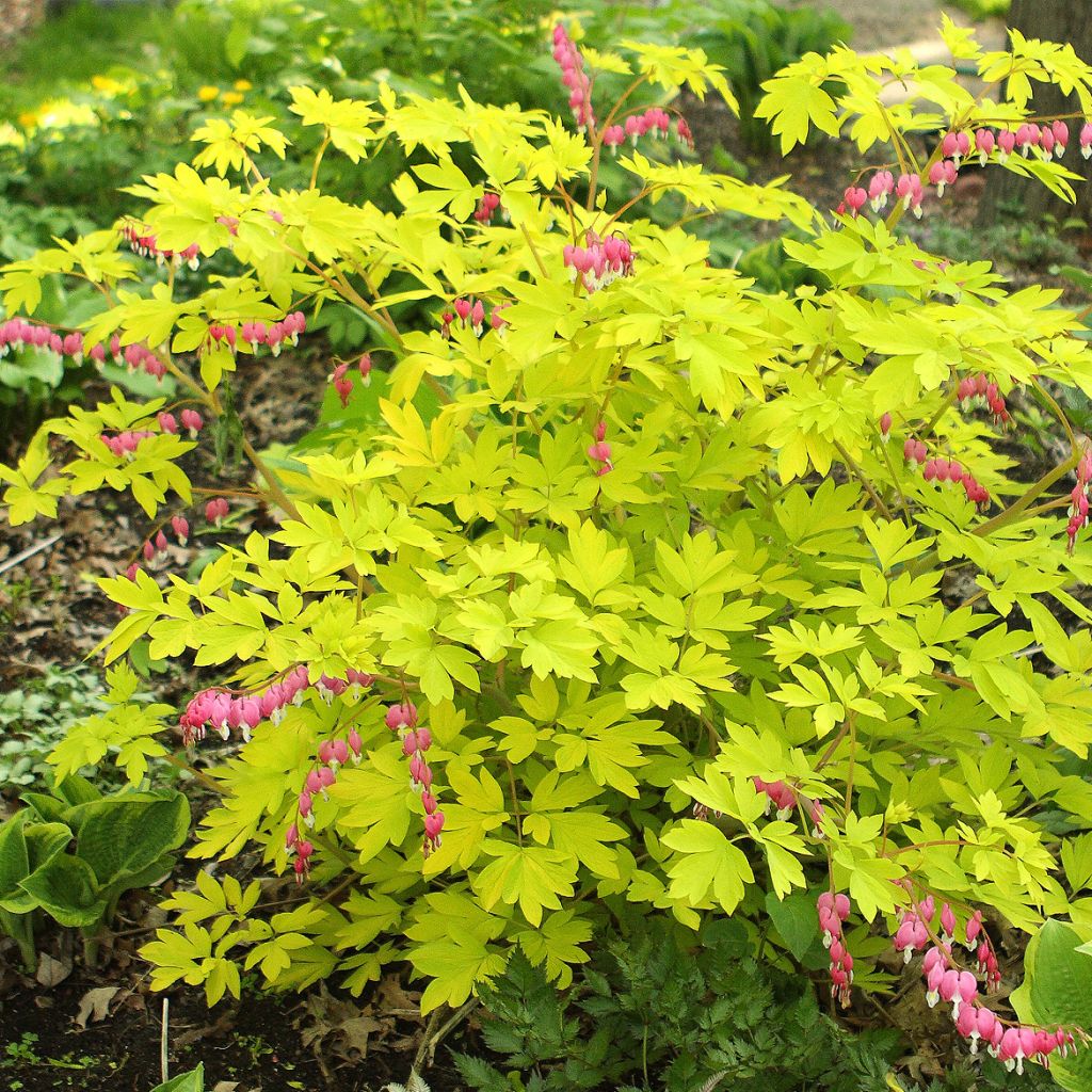 Dicentra spectabilis Goldheart - Tränendes Herz