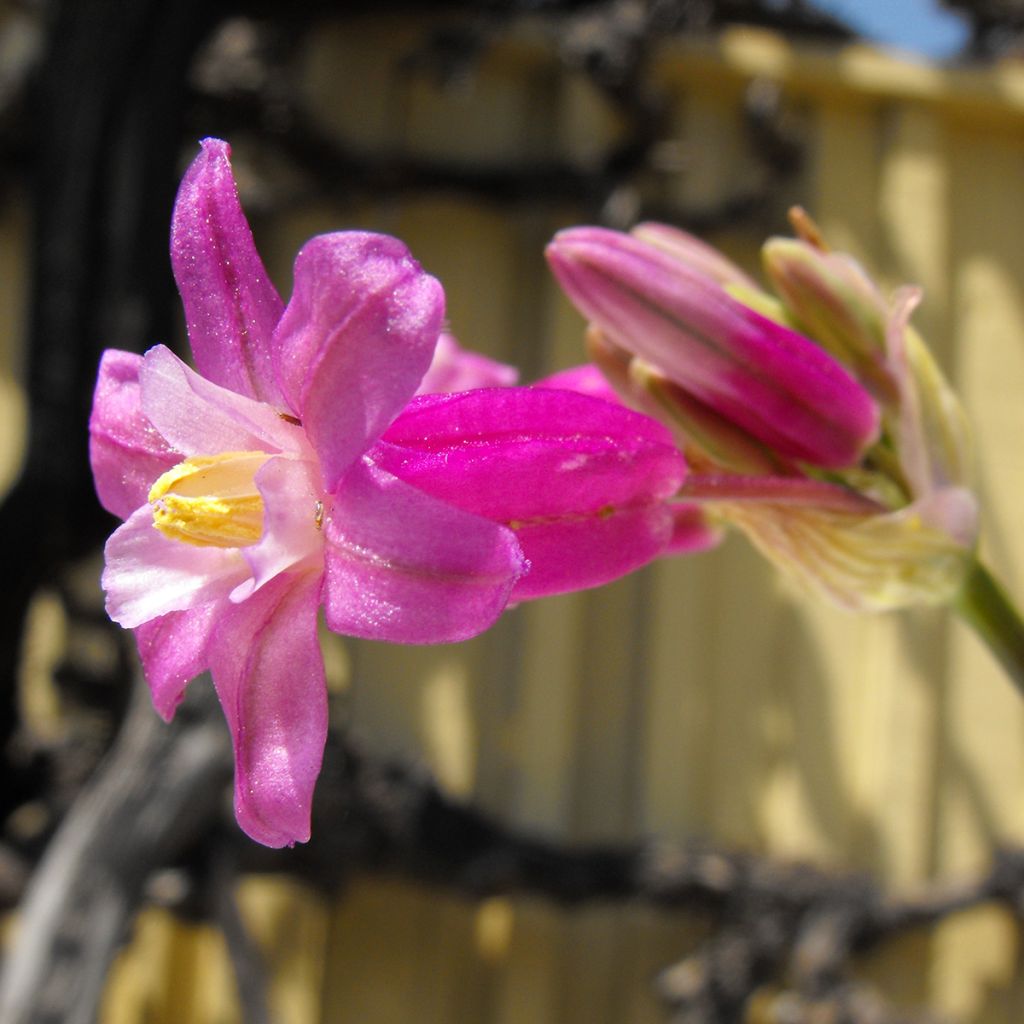 Dichelostemma Pink Diamond - Feuerwerksblume