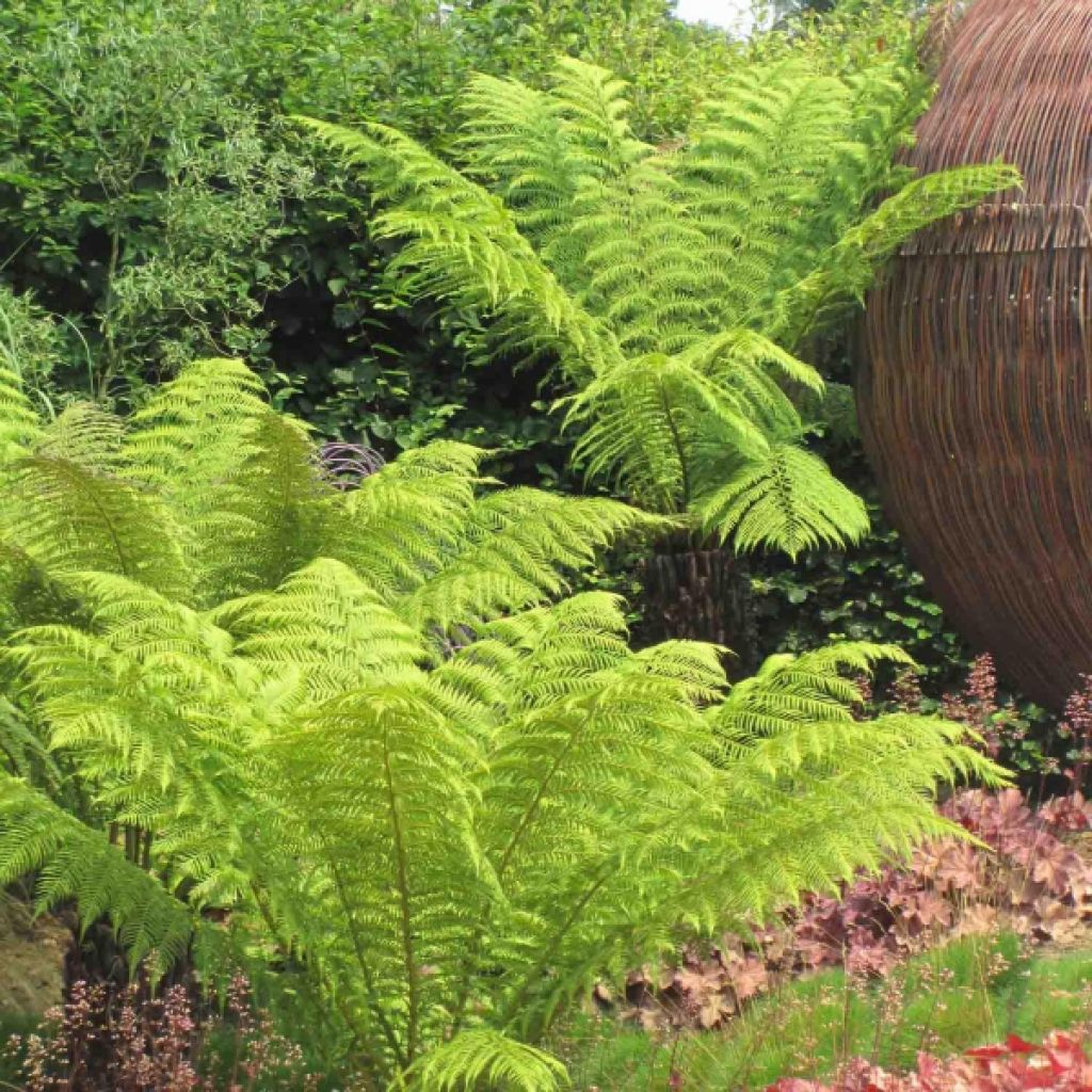 Dicksonia antarctica - Australischer Baumfarn