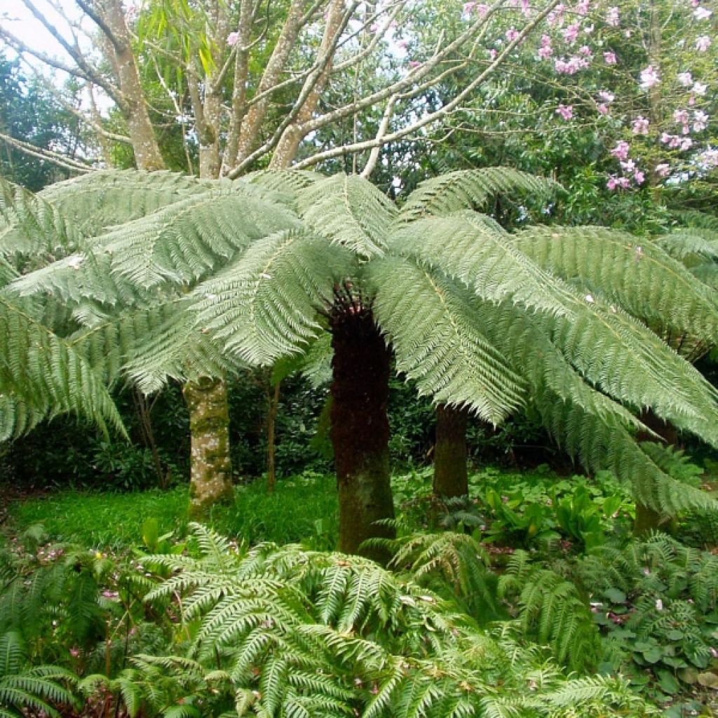 Dicksonia antarctica - Australischer Baumfarn