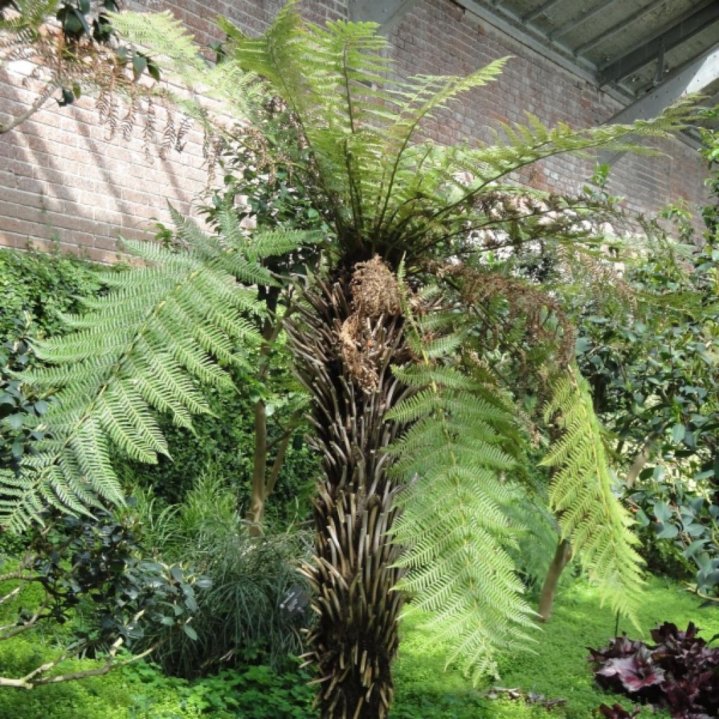 Dicksonia fibrosa - Goldener Baumfarn