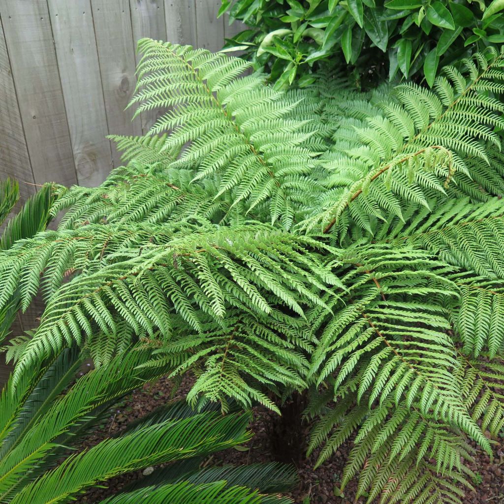 Dicksonia squarrosa - Neuseeländischer Taschenfarn