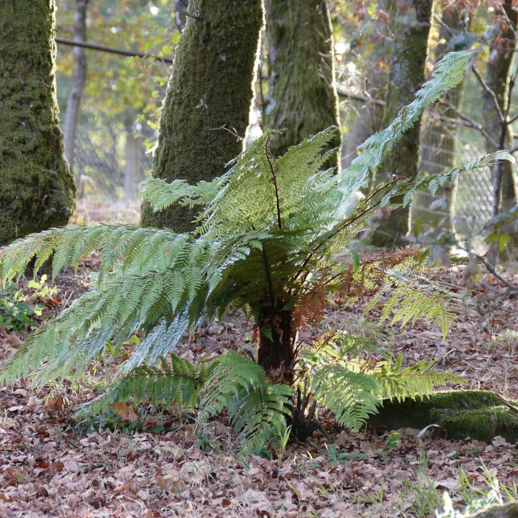 Dicksonia squarrosa - Fougère arborescente 