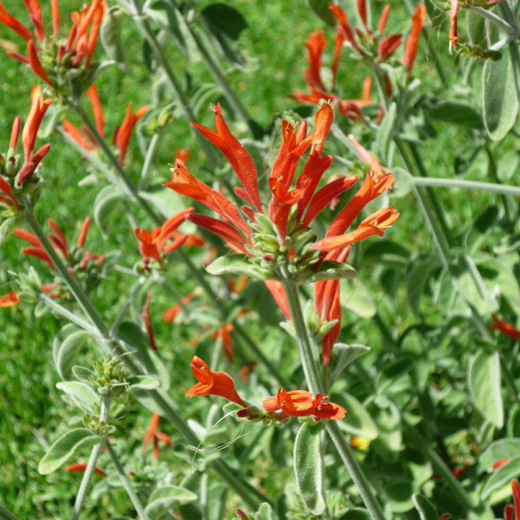 Dicliptera squarrosa