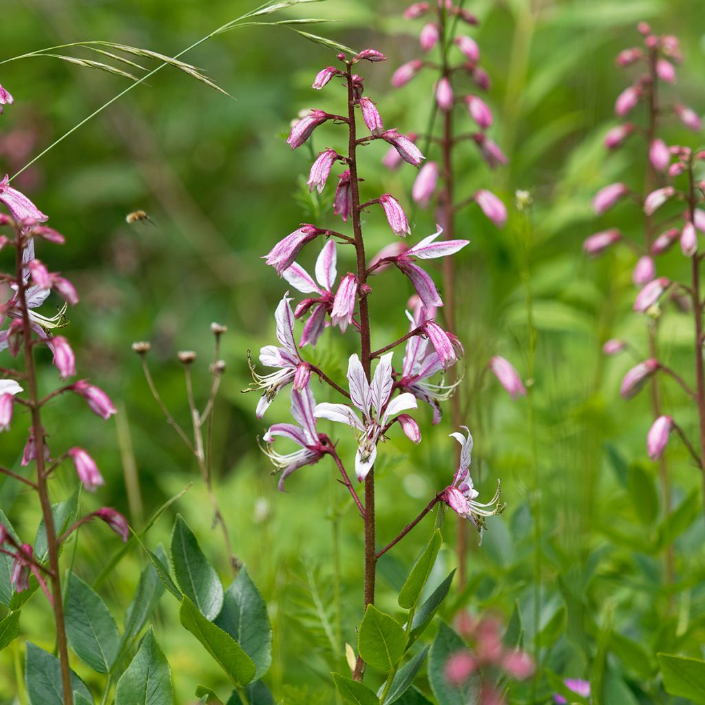 Dictamnus albus - Fraxinelle