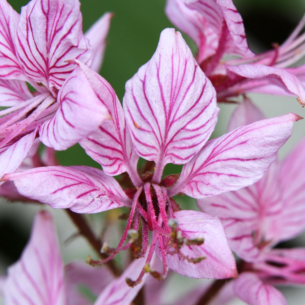 Dictamnus albus var. purpureus - Diptam