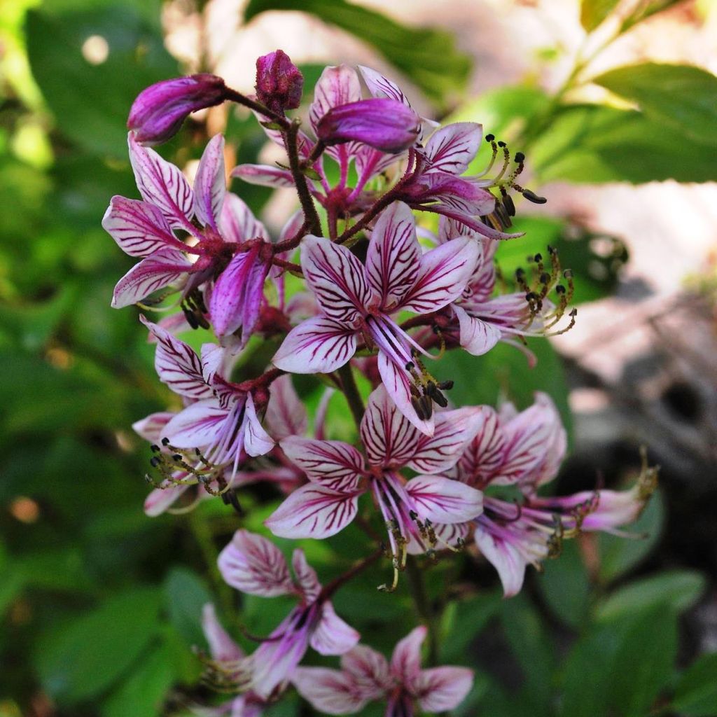 Dictamnus albus var. purpureus, Fraxinelle