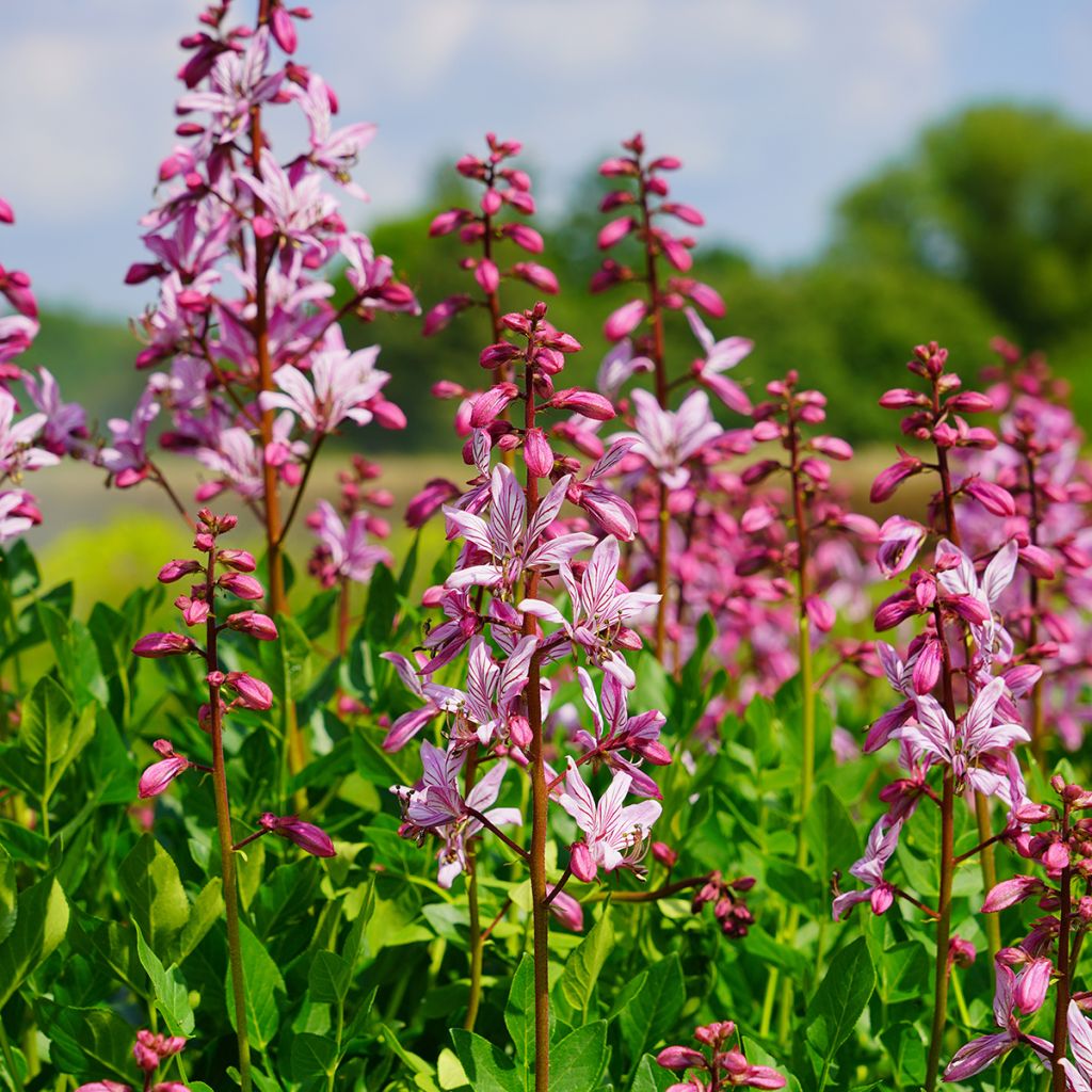 Dictamnus albus var. purpureus - Diptam