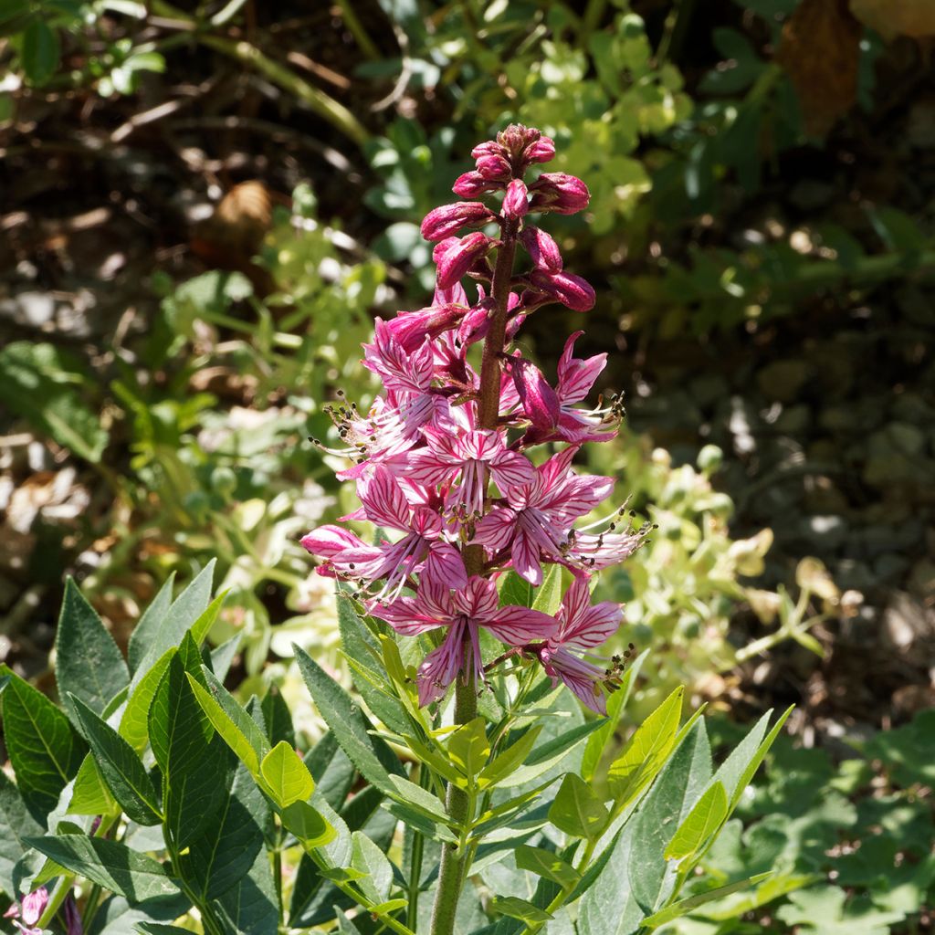 Dictamnus albus var. purpureus - Diptam