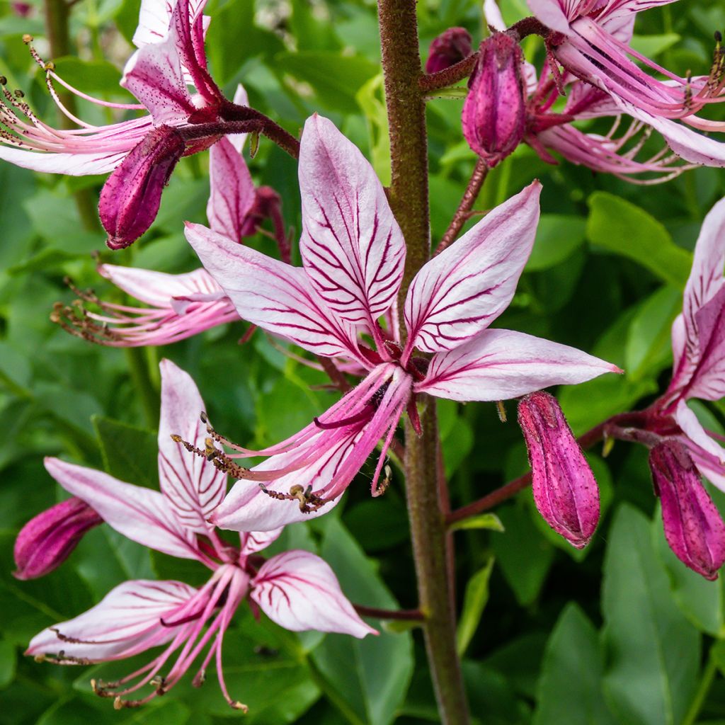 Dictamnus albus var. purpureus - Diptam