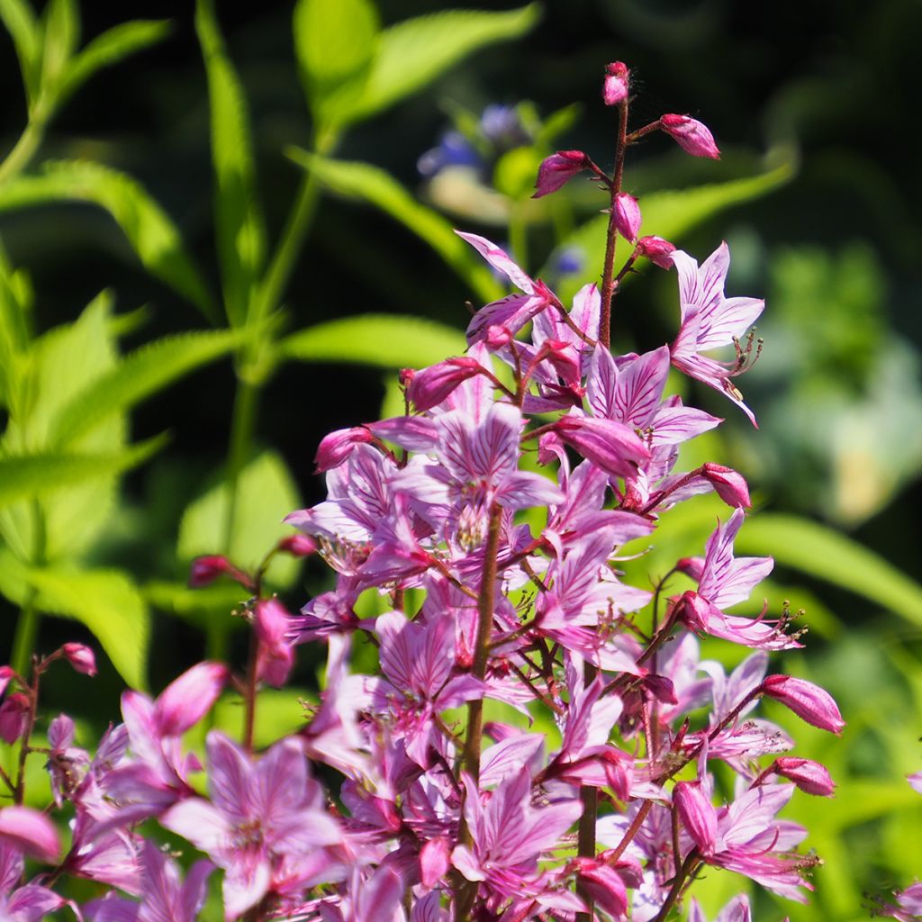 Dictamnus albus var. purpureus - Diptam