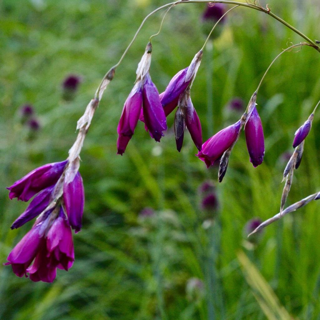 Dierama pulcherrimum Dark Cerise - Trichterschwertel