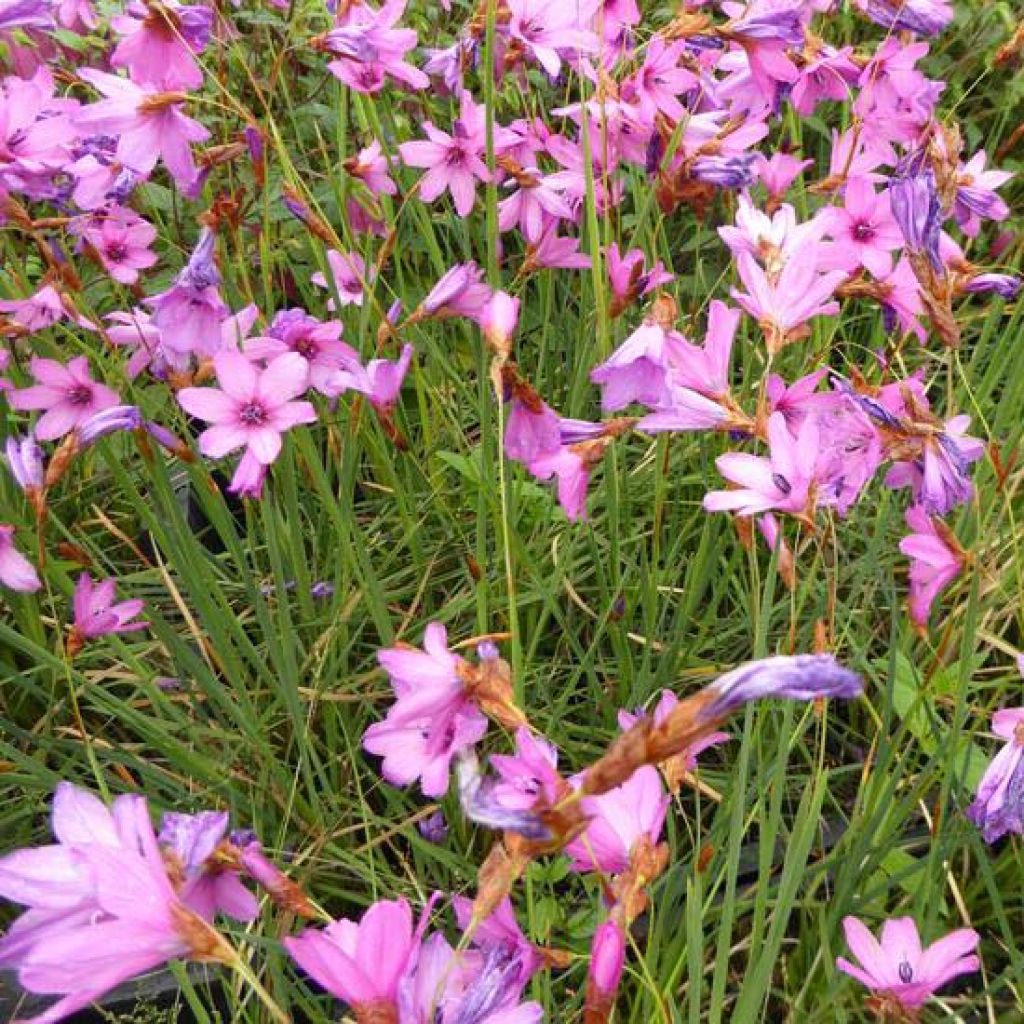 Dierama trichorhizum - Trichterschwertel