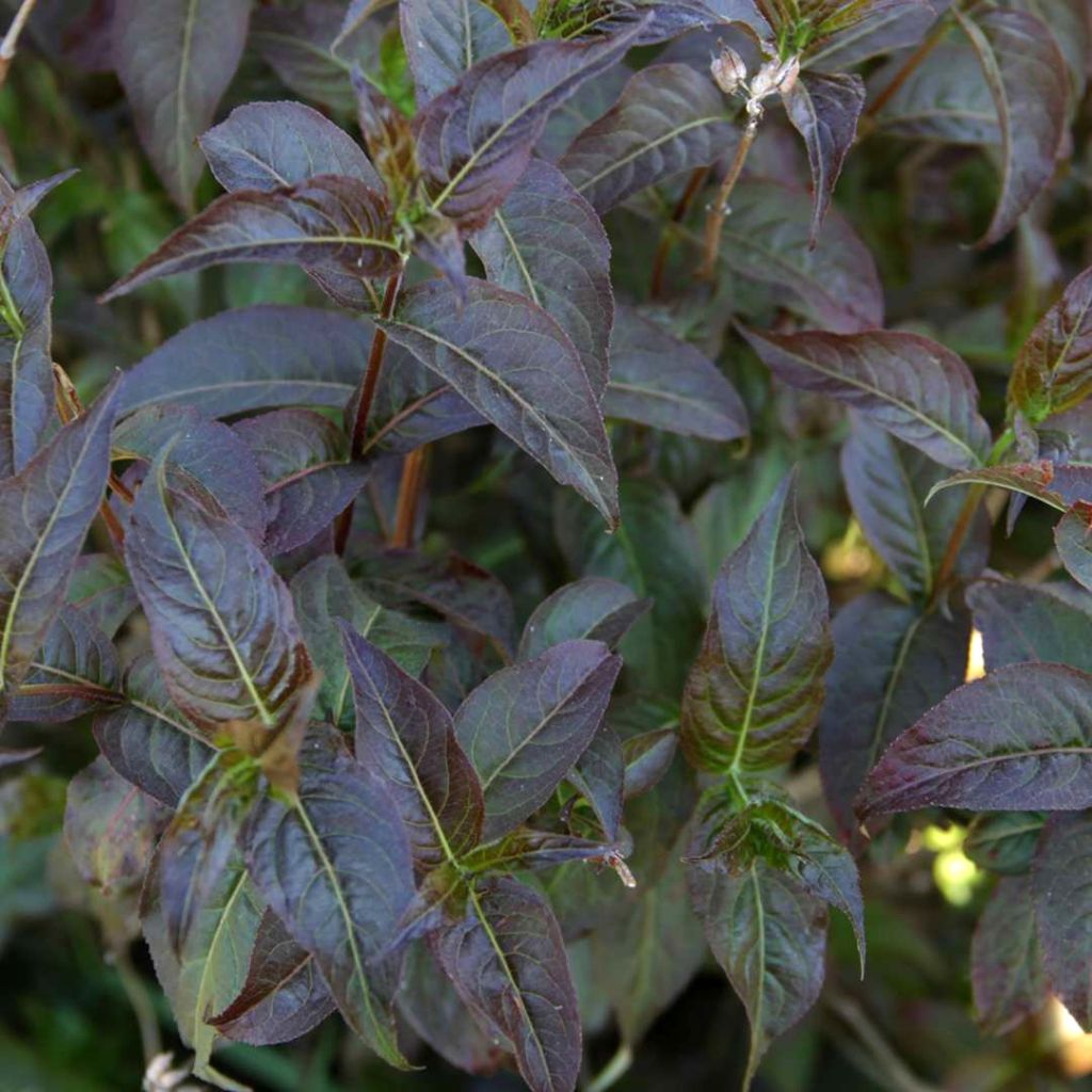 Diervilla Kodiak Black - Buschgeißblatt