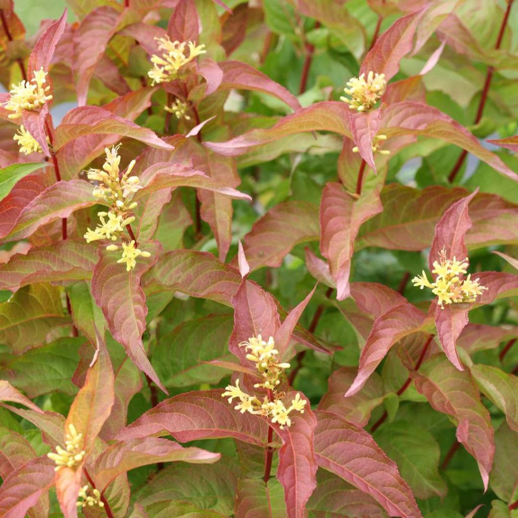 Diervilla Kodiak Orange - Buschgeißblatt