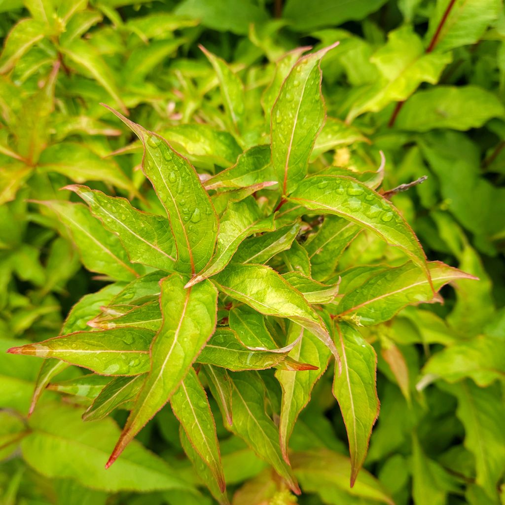 Diervilla Kodiak Orange - Buschgeißblatt