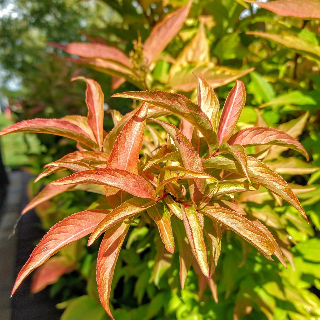 Diervilla Kodiak Orange - Buschgeißblatt