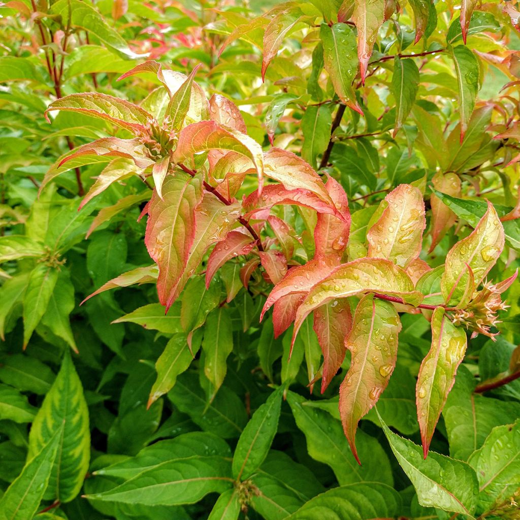 Diervilla Kodiak Orange - Buschgeißblatt