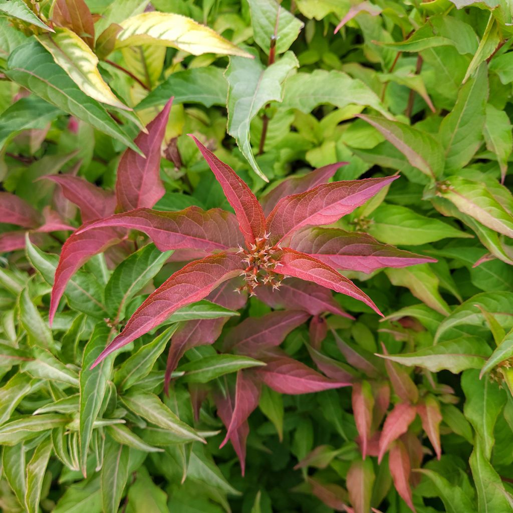 Diervilla Kodiak Red - Buschgeißblatt