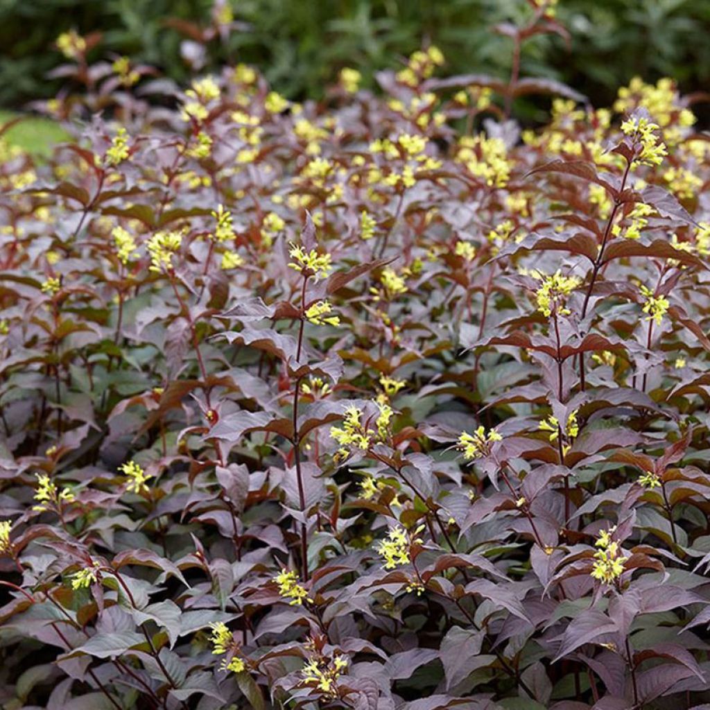 Diervilla rivularis Troja Black - Buschgeißblatt