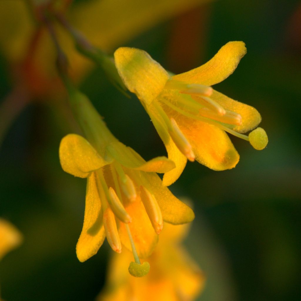 Diervilla splendens - Amerikanische Weigelie