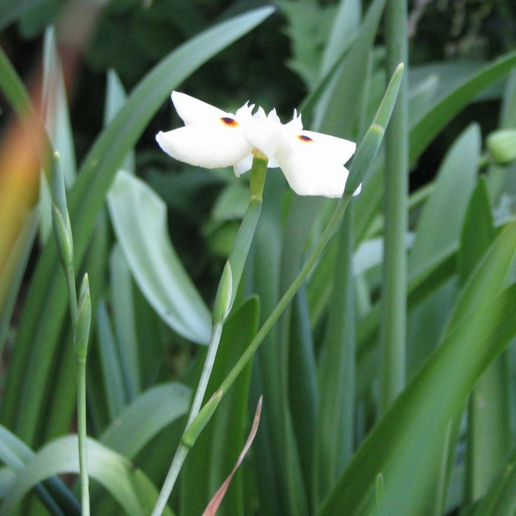 Dietes bicolor - Iris espagnol