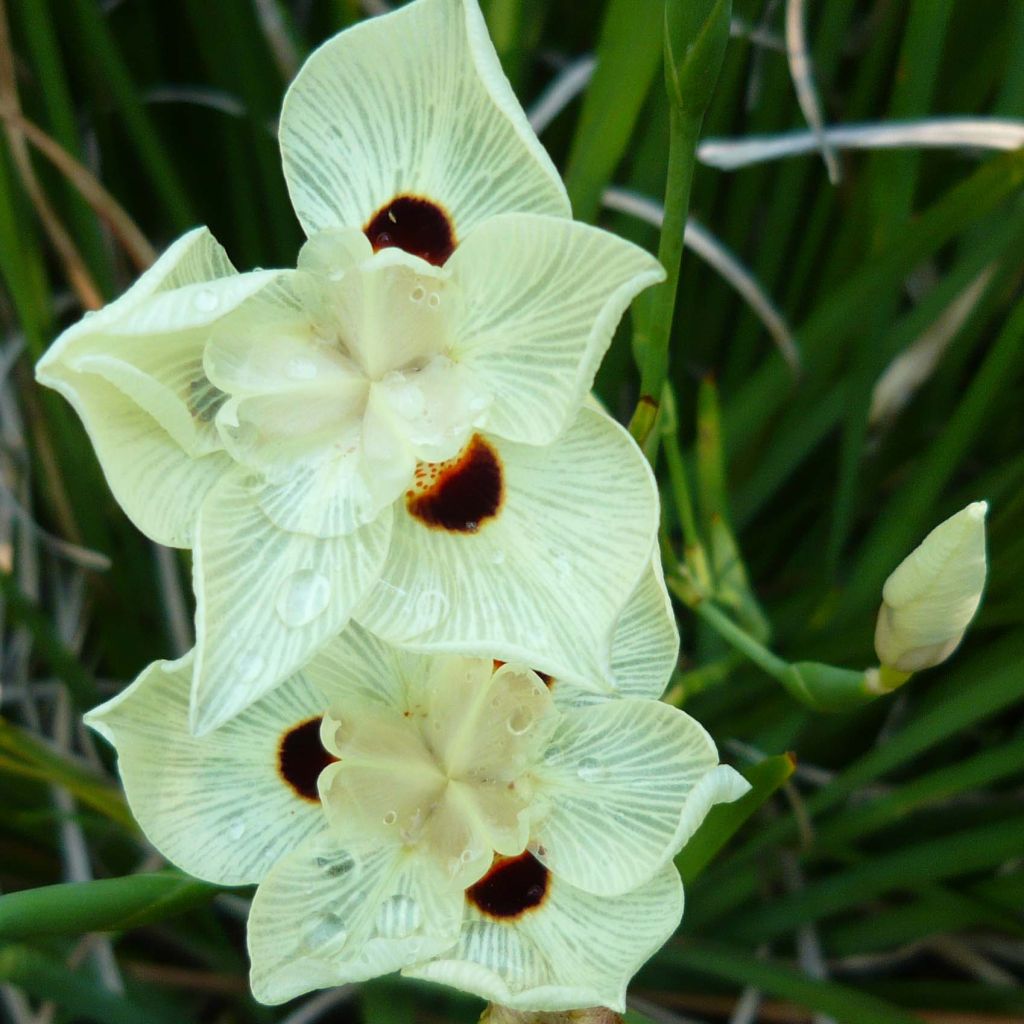 Dietes bicolor - Iris espagnol