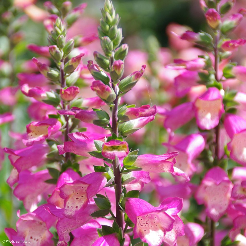 Digiplexis Berry Canary - Digitalis hybride