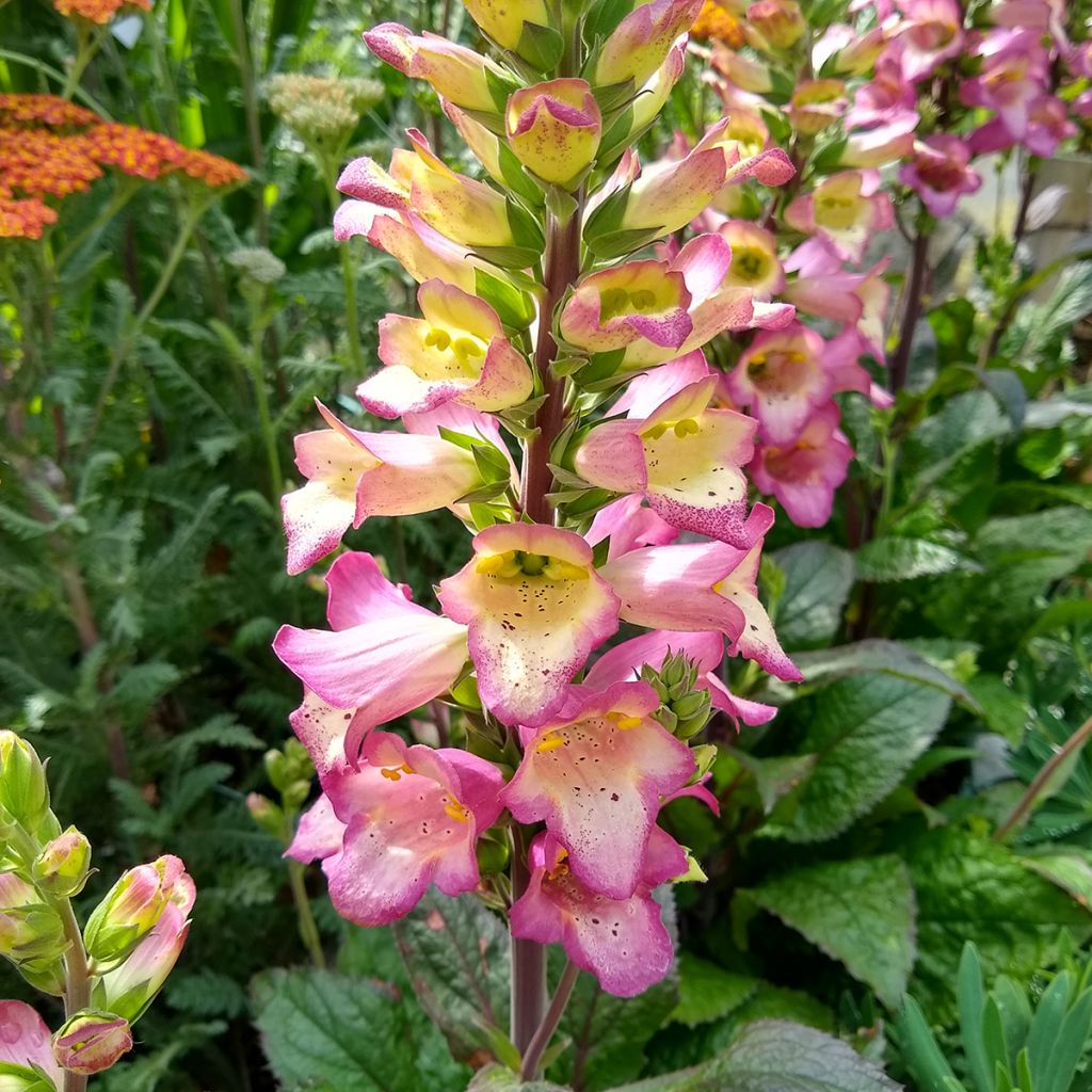 Digitalis Berry Canary - Fingerhut