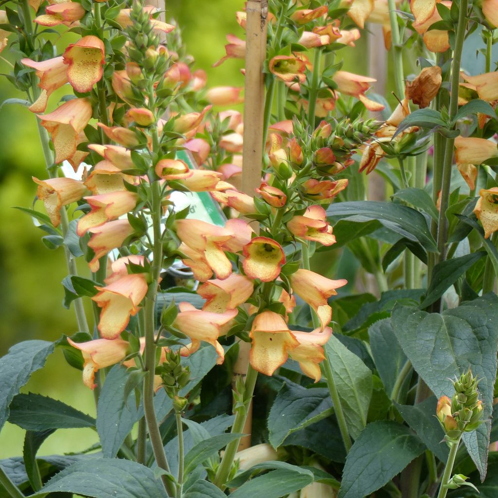 Fingerhut Digiplexis Illumination Apricot - Digitalis