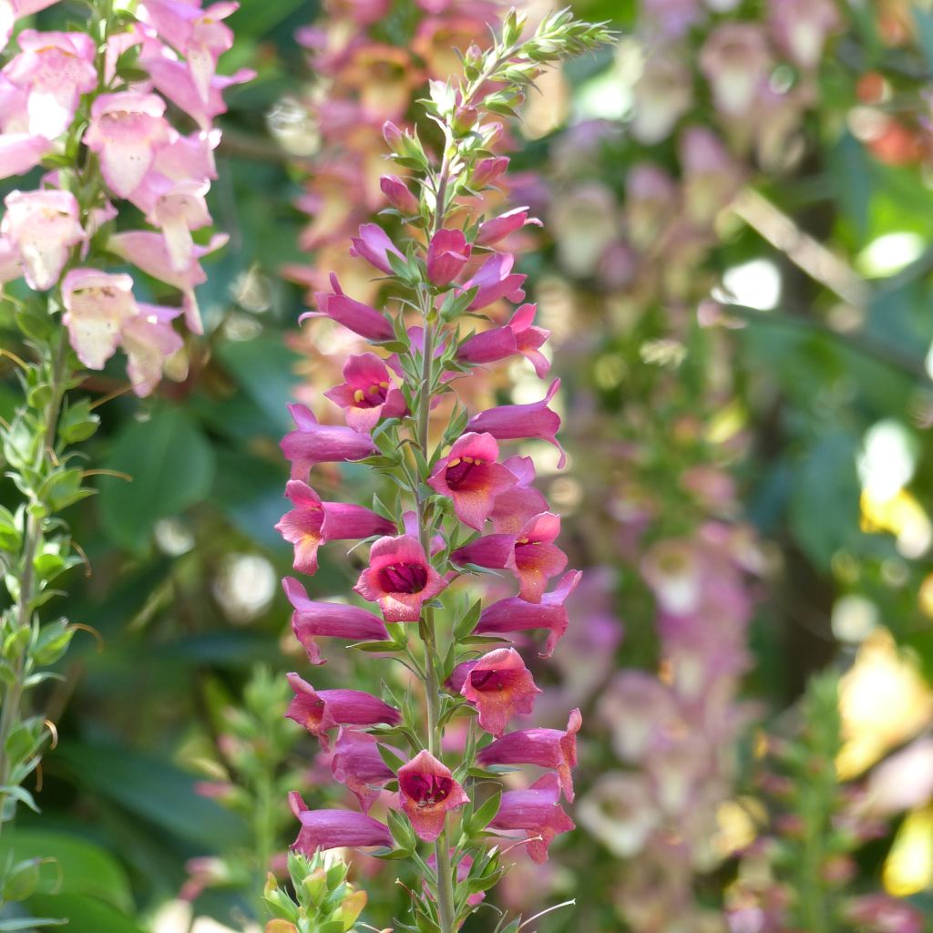 Digiplexis Illumination Raspberry - Digitalis hybride 