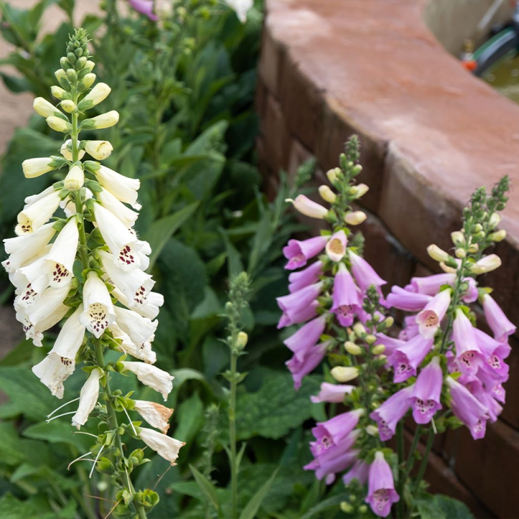 Digitalis Dalmatian - Fingerhut