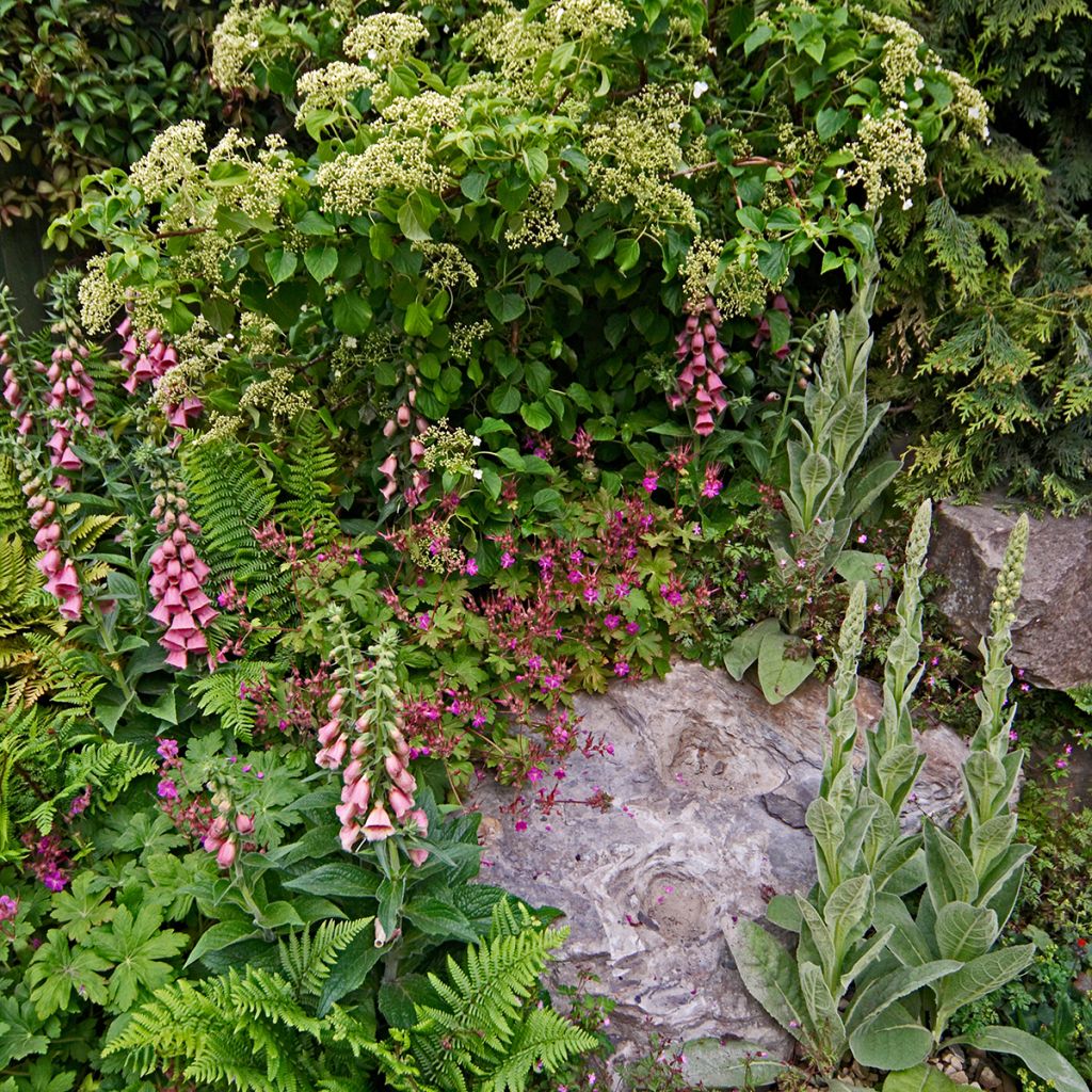 Digitalis mertonensis - Mehrjähriger Fingerhut