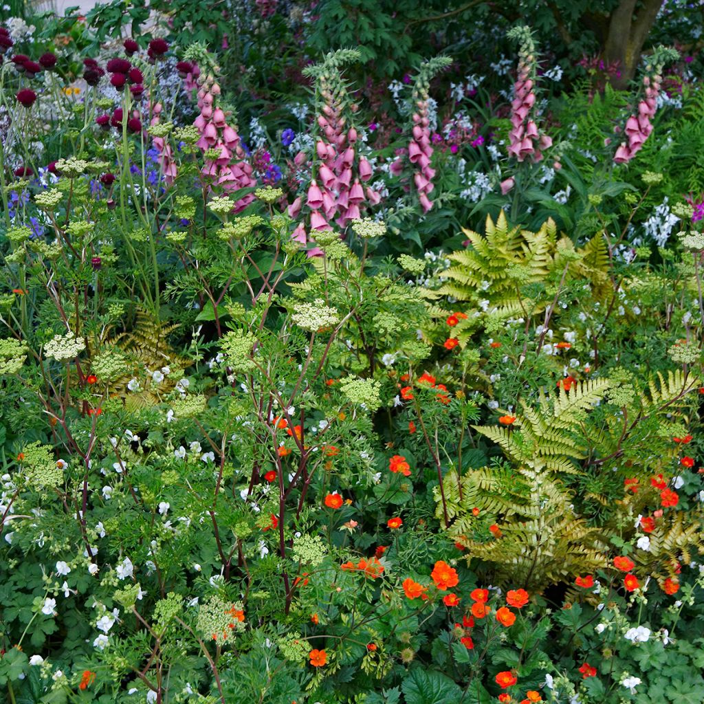 Digitalis mertonensis - Mehrjähriger Fingerhut