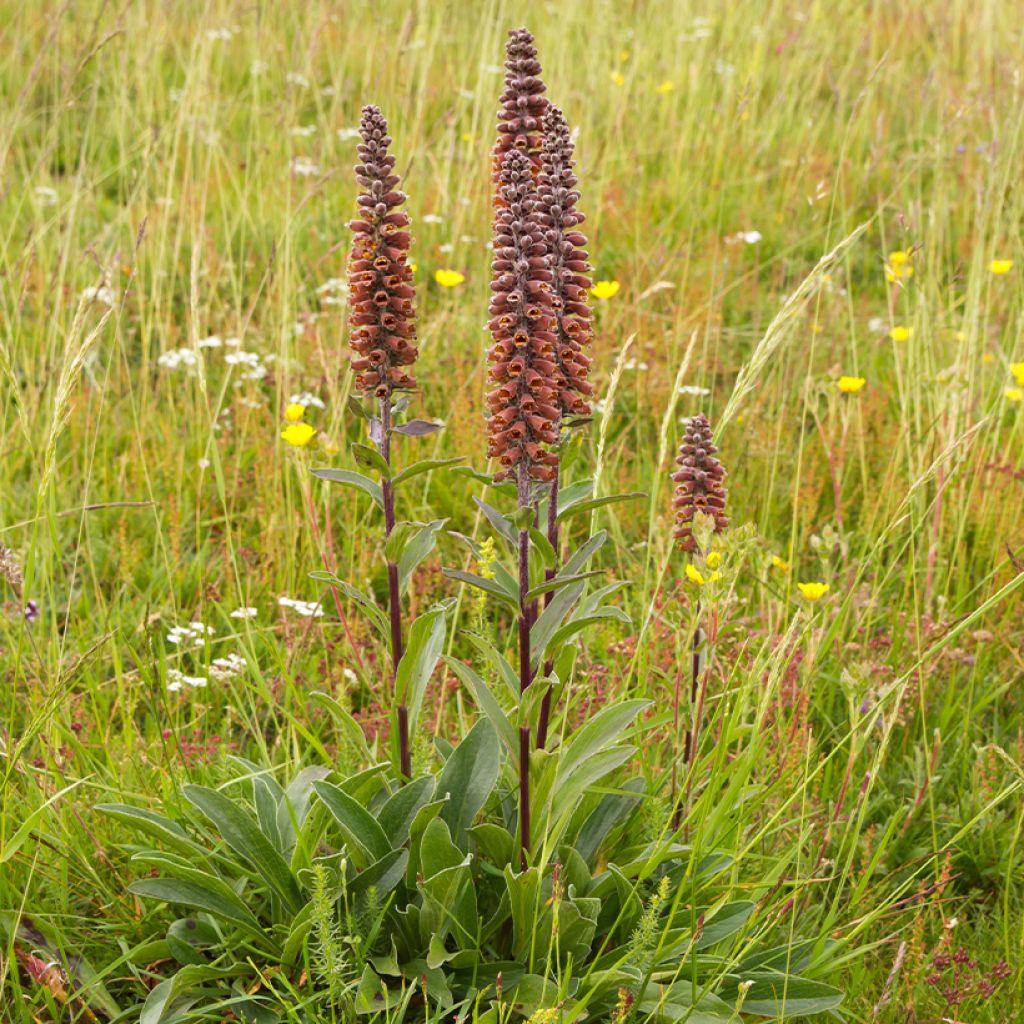 Digitalis parviflora - Kleinblütiger Fingerhut