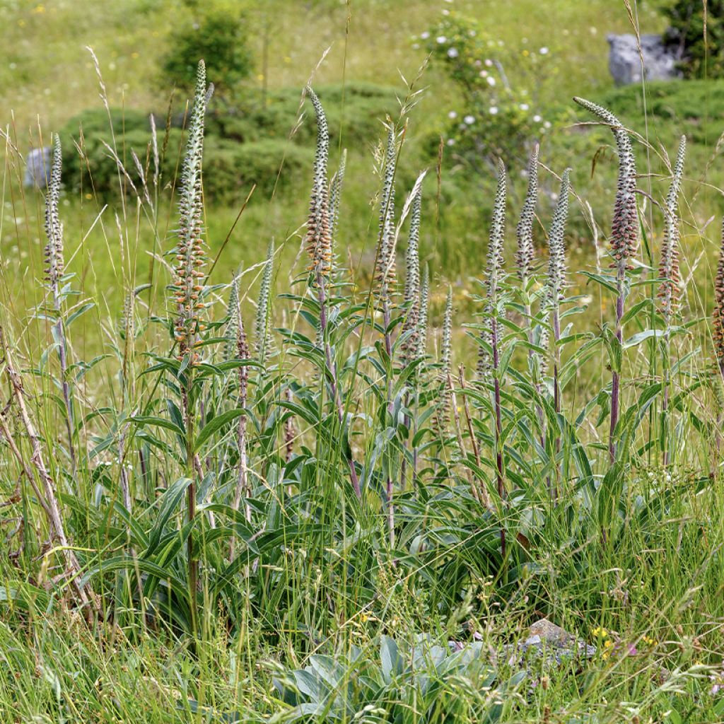 Digitalis parviflora - Kleinblütiger Fingerhut