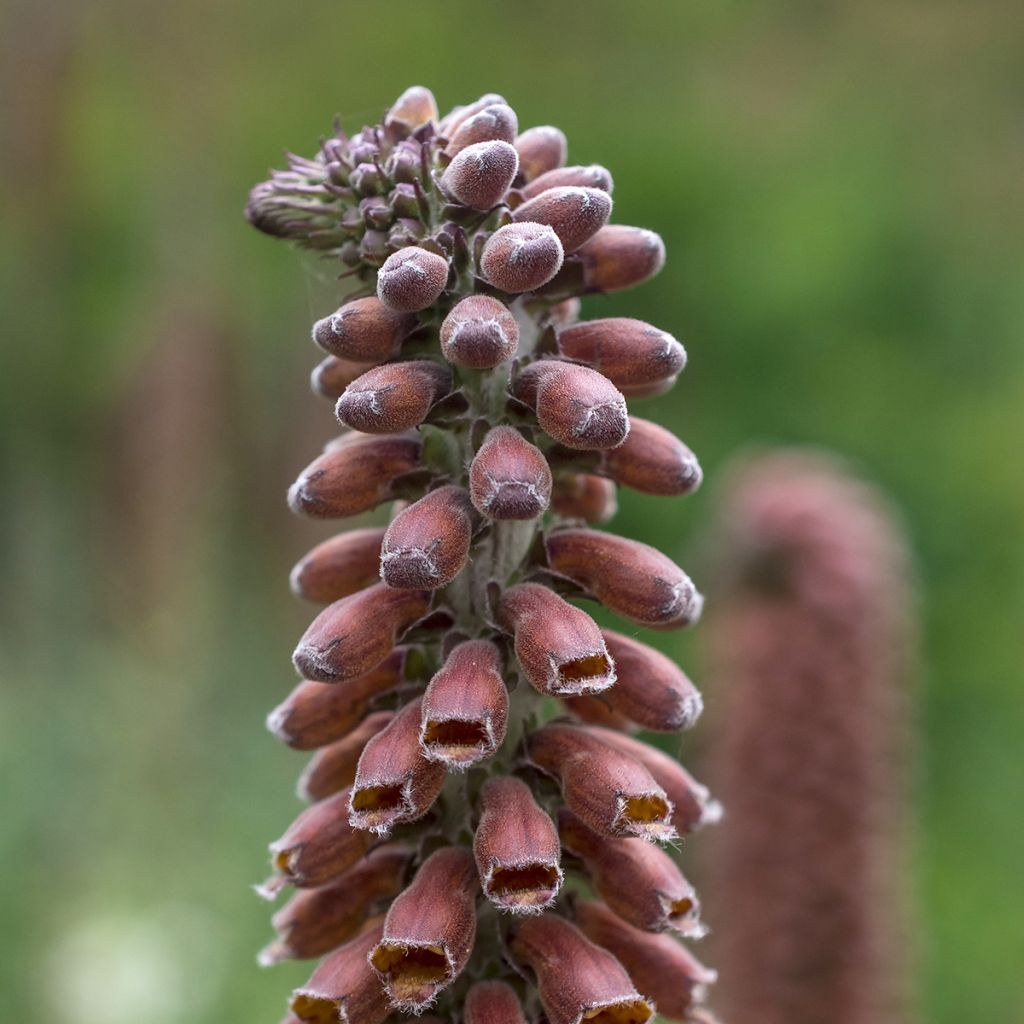 Digitalis parviflora - Kleinblütiger Fingerhut