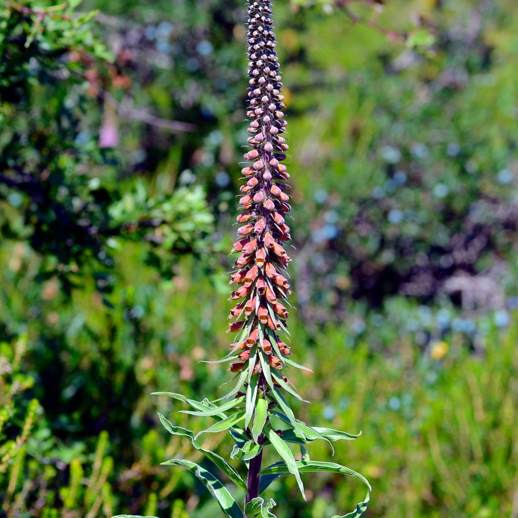 Digitalis parviflora - Kleinblütiger Fingerhut