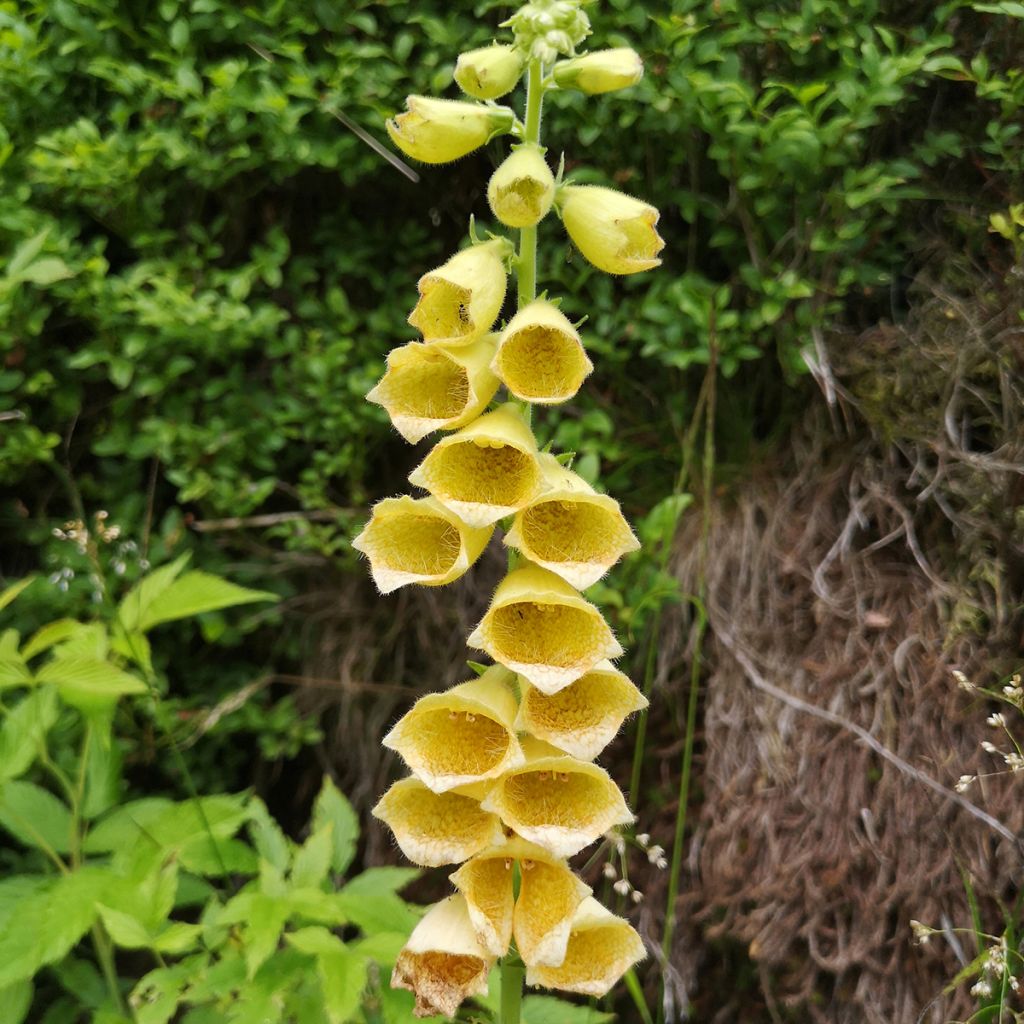 Digitalis grandiflora - Großblütiger Fingerhut